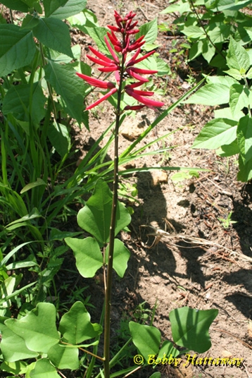 {Erythrina herbacea}